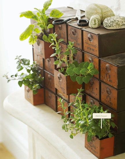 Herb Garden in Vintage Drawers