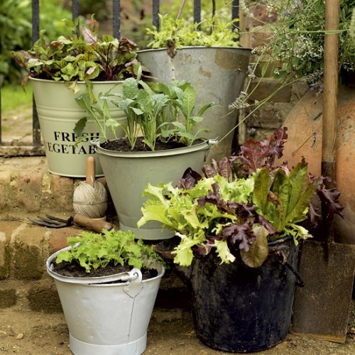 DIY Herb Garden in Buckets 🌿🌱