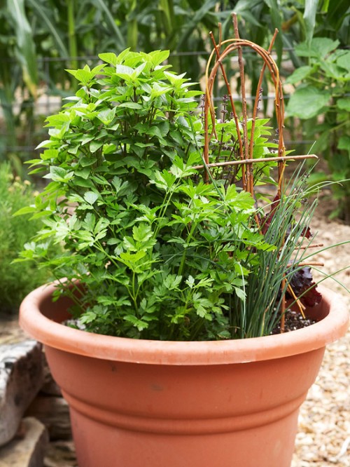 Beautiful Herb Garden with Bentwood Trellis