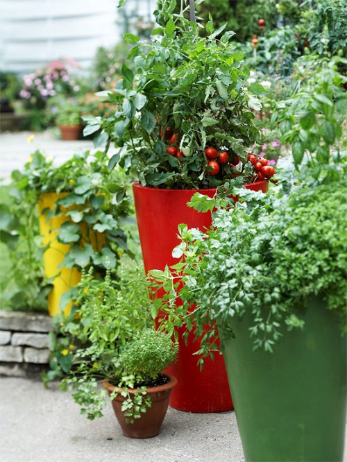 Vibrant Herb & Veggie Garden in Modern Planters