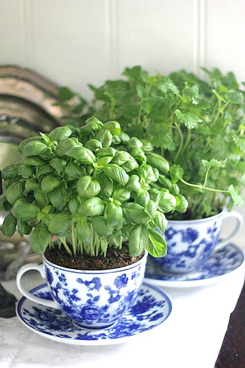 Herb Garden in Tea Cups