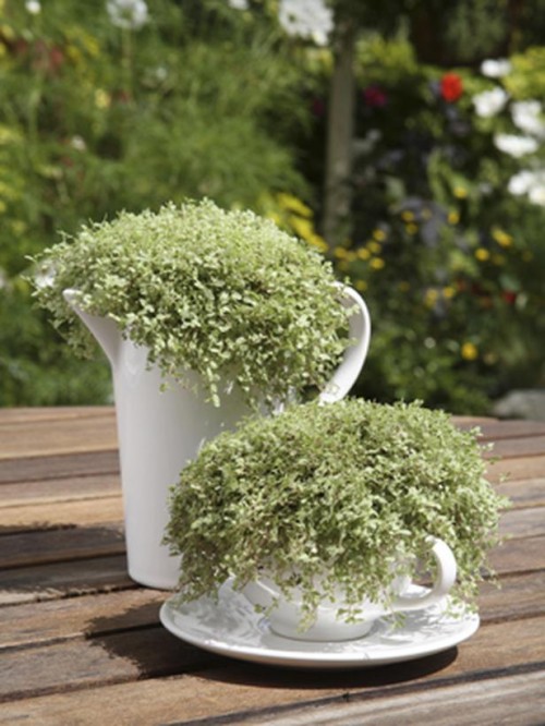 Charming Tea Set Herb Garden