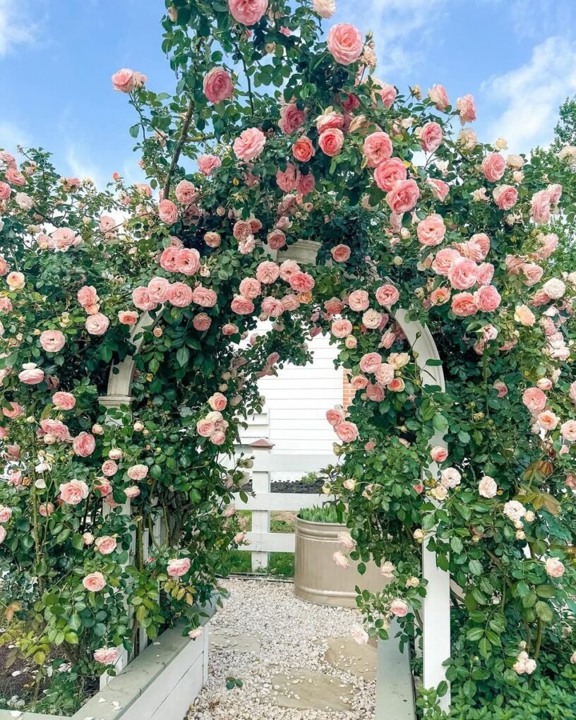 15 French Cottage Garden Ideas: Create Your Dream Romantic Oasis 11 Climbing Roses on Arches