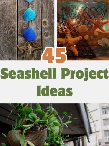 Seashell Project Ideas